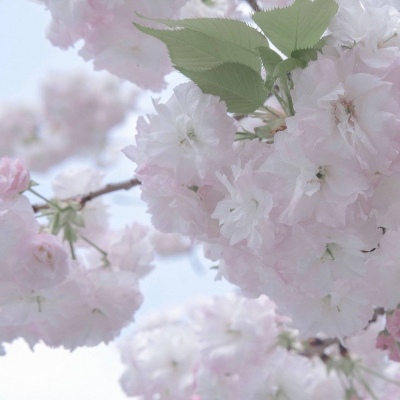 Furry创作素材整理Furry群